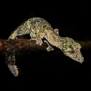 Andasibe - Mossy leaf-tailed gecko